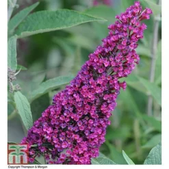 Buddleja 'Buzz® Velvet'