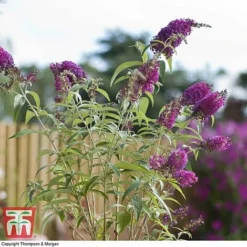 Buddleja 'Buzz&reg; Velvet' -Plants Sales Store BUDD T77369 C