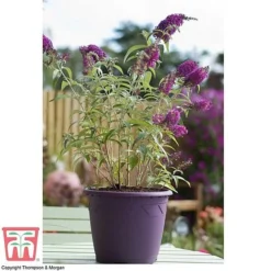 Buddleja 'Buzz&reg; Velvet' -Plants Sales Store BUDD T77369 D