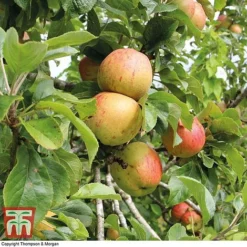 Britains Favourite Apple Tree Collection -Plants Sales Store Bramleys Seedling
