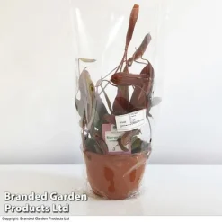 Nepenthes Alata Mix Hanging Basket 7 Nepenthes Alata Mix Hanging Basket -Plants Sales Store BrandedGP Copyright Image nepe1
