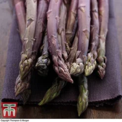 Asparagus Collection (Spring Planting) -Plants Sales Store Burgundin Asparagus2