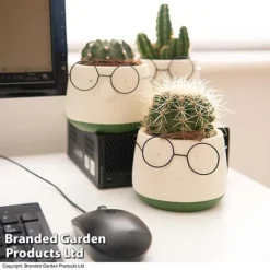 Cactus In Decorative Pot -Plants Sales Store CACT KC8512 E