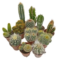 5 Cactus Plants Potted Cacti Houseplants Mixed Indoor Plant Selection