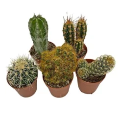 5 Cactus Plants Potted Cacti Houseplants Mixed Indoor Plant Selection -Plants Sales Store CACTUSMIX 14