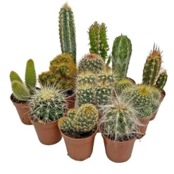 Front Page -Plants Sales Store CACTUSMIX
