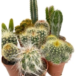 5 Cactus Plants Potted Cacti Houseplants Mixed Indoor Plant Selection -Plants Sales Store CACTUSMIX 3