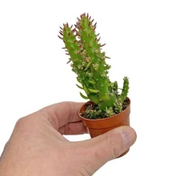 5 Cactus Plants Potted Cacti Houseplants Mixed Indoor Plant Selection -Plants Sales Store CACTUSMIX 5
