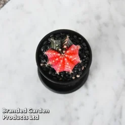 Cactus Gymnocalycium Mihanovichii F. Variegata Mixed -Plants Sales Store CACT GYMNOCALY T43422