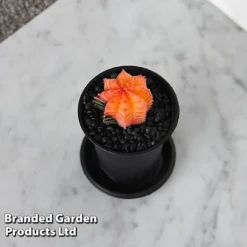 Cactus Gymnocalycium Mihanovichii F. Variegata Mixed -Plants Sales Store CACT GYMNOCALY T43428