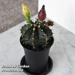 Cactus Gymnocalycium Mihanovichii F. Variegata Mixed -Plants Sales Store CACT GYMNOCALY T43433