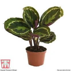 Calathea Roseopicta 'Medallion' -Plants Sales Store CAL tka2873 B