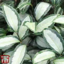 Calathea Picturata 'Argentea' -Plants Sales Store CALA SILV