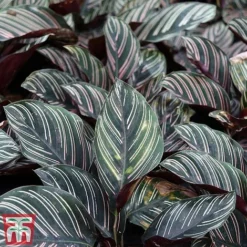Calathea 'Sanderiana' -Plants Sales Store CALA TKA2871 A