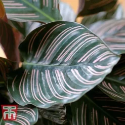 Calathea 'Sanderiana' -Plants Sales Store CALA TKA2871 C