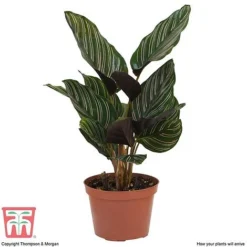 Calathea 'Sanderiana' -Plants Sales Store CALA TKA2871 D