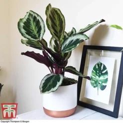 Calathea Roseopicta 'Medallion' -Plants Sales Store CALA TKA2873 A1