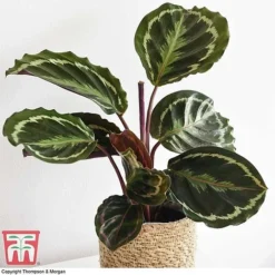 Calathea Roseopicta 'Medallion' -Plants Sales Store CALA TKA2873 F
