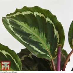 Calathea Roseopicta 'Medallion' -Plants Sales Store CALA TKA2873 H
