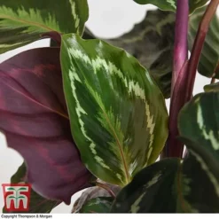 Calathea Roseopicta 'Medallion' -Plants Sales Store CALA TKA2873 I