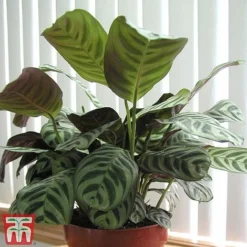 Calatheas Concinna 'Freddie' -Plants Sales Store CALA TKA2875 A