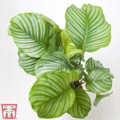 Calathea Orbifolia -Plants Sales Store CALA TKA2876 A