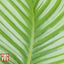 Calathea Orbifolia -Plants Sales Store CALA TKA2876 B