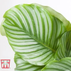 Calathea Orbifolia -Plants Sales Store CALA TKA2876 C
