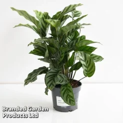 Calatheas Concinna 'Freddie' -Plants Sales Store CALA FREDD12CM T44569