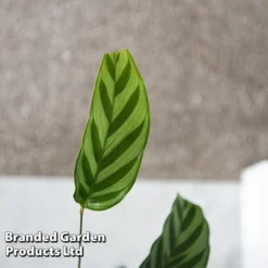 Calatheas Concinna 'Freddie' -Plants Sales Store CALA FREDDY T44572