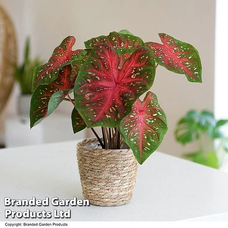 Caladium Heart To Heart® 'Fast Flash' 1 Caladium Heart To Heart® 'Fast Flash'