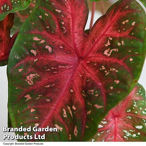 Caladium Heart To Heart® 'Fast Flash' 2 Caladium Heart To Heart® 'Fast Flash' - Image 2