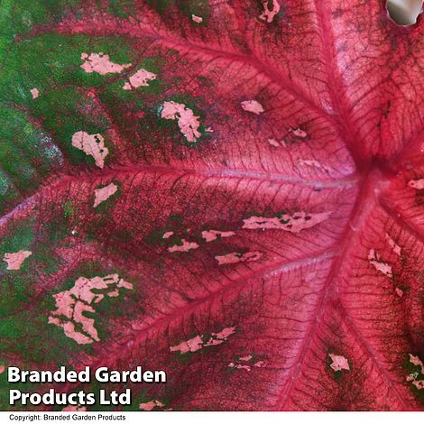 Caladium Heart To Heart® 'Fast Flash' 3 Caladium Heart To Heart® 'Fast Flash' - Image 3