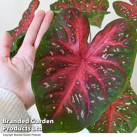 Caladium Heart To Heart® 'Fast Flash' 4 Caladium Heart To Heart® 'Fast Flash' - Image 4