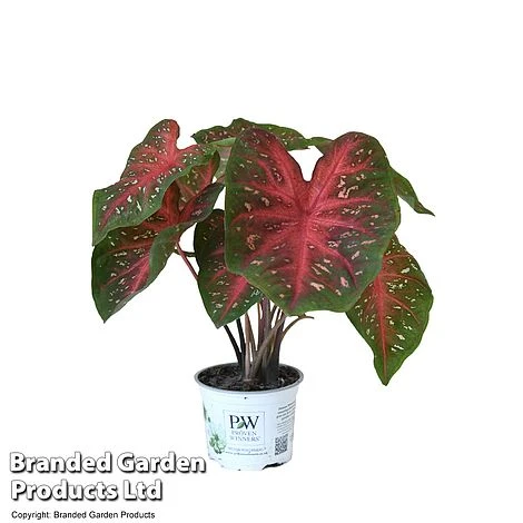 Caladium Heart To Heart® 'Fast Flash' 5 Caladium Heart To Heart® 'Fast Flash' - Image 5