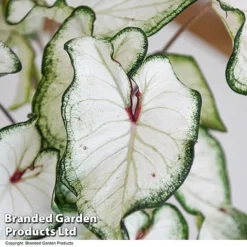 Caladium Heart To Heart® 'White Wonder' -Plants Sales Store CALA H2HWHITEW T43464