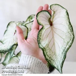 Caladium Heart To Heart® 'White Wonder' -Plants Sales Store CALA H2HWHITEW T43465
