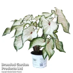 Caladium Heart To Heart® 'White Wonder' -Plants Sales Store CALA H2HWHITEW T43466