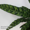 Calathea Insignis