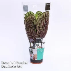 Calathea Makoyana -Plants Sales Store CALA MYKON14CM WKF1142 A