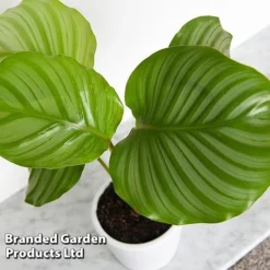 Calathea Orbifolia -Plants Sales Store CALA ORBIFOLIA T44201