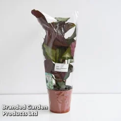 Calathea Picturata 'Argentea' -Plants Sales Store CALA SILVE12CM T45167G