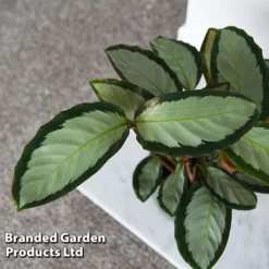 Calathea Picturata 'Argentea' -Plants Sales Store CALA SILVERVAR T45171C