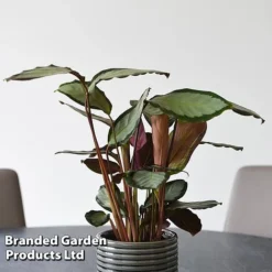 Calathea Picturata 'Argentea' -Plants Sales Store CALA SILVERVAR T45173A