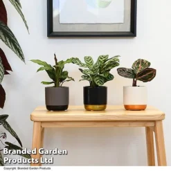 Calathea Makoyana Starter Mix -Plants Sales Store CALA STARTERMX T47657