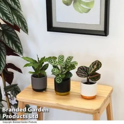 Calathea Makoyana Starter Mix -Plants Sales Store CALA STARTERMX T47658