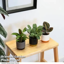 Calathea Makoyana Starter Mix