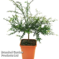 Lime 'Caviar Lime' -Plants Sales Store CAVIARLIME KC5364 A1