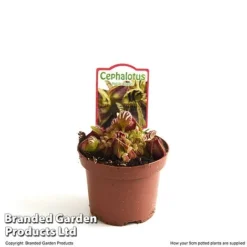 Cephalotus Follicularis 7 Cephalotus Follicularis -Plants Sales Store CEPH FOLLIC9CM T49625