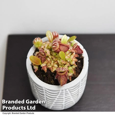 Cephalotus Follicularis 2 Cephalotus Follicularis - Image 2